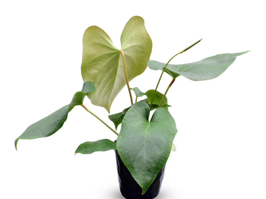 Anthurium cerrocampanense x Anthurium fogetii