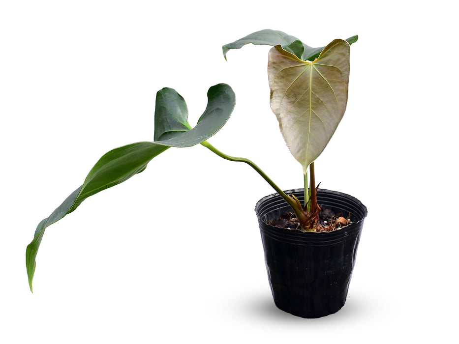Anthurium cerrocampanense x Anthurium fogetii
