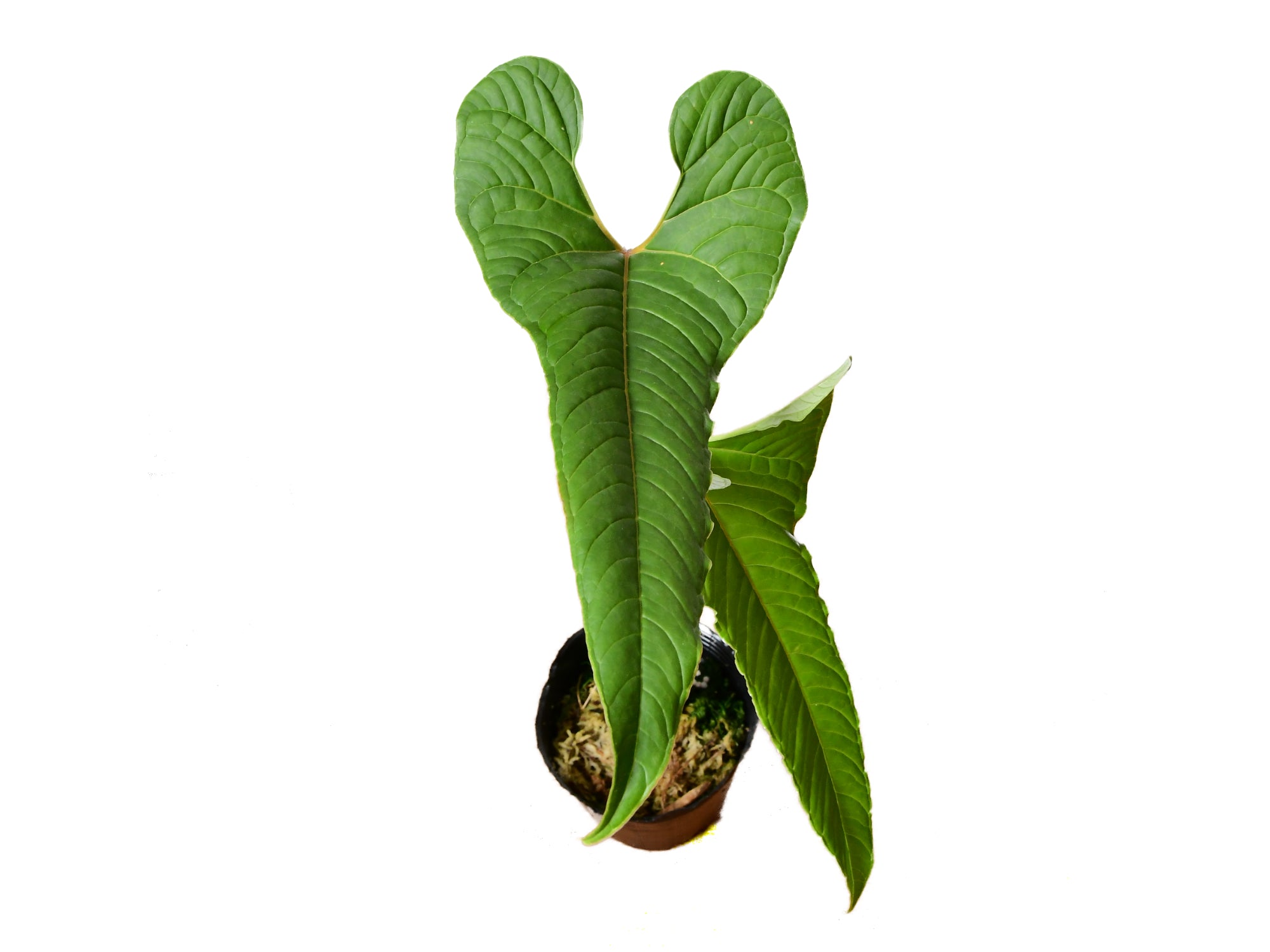 ハルたんAnthurium chilmabajense Anthurium_chilmabajense.jpg?v=