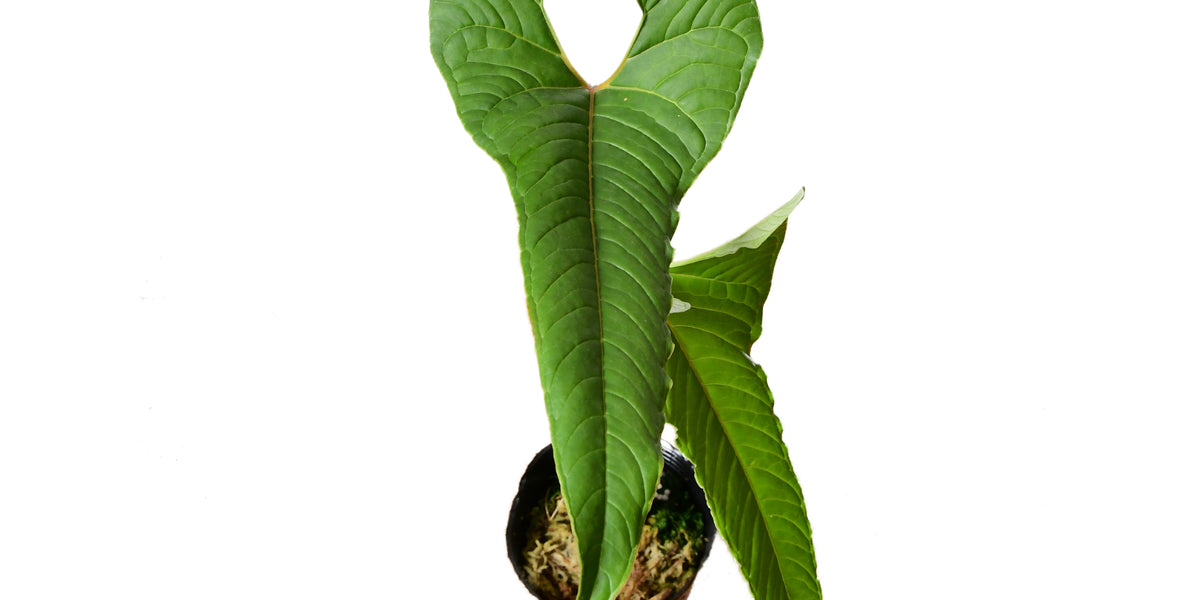 Anthurium chilmabajense - Ribbed Lance-Shaped Leaves | Ecuagenera