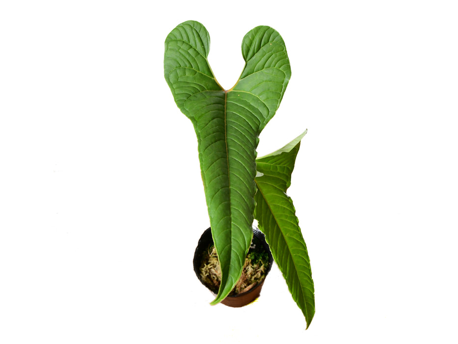 Anthurium chilmabajense