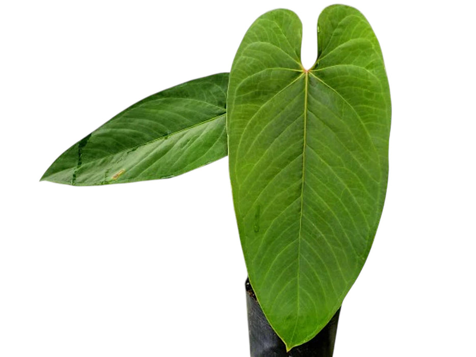 Anthurium cirinoi 'Agapornis'