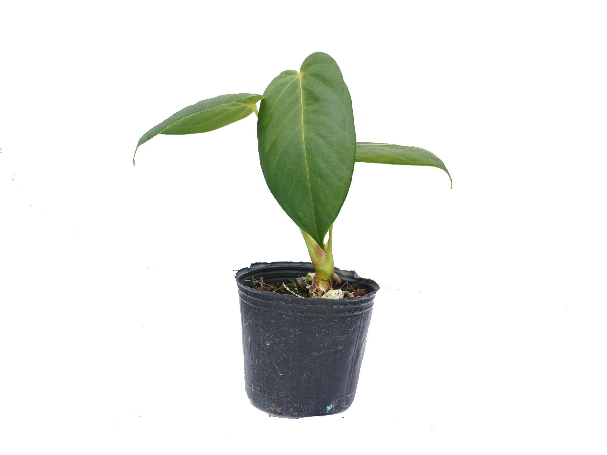 Anthurium sanguineum (seedling) — Ecuagenera USA Corp