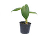 Anthurium sanguineum (seedling)