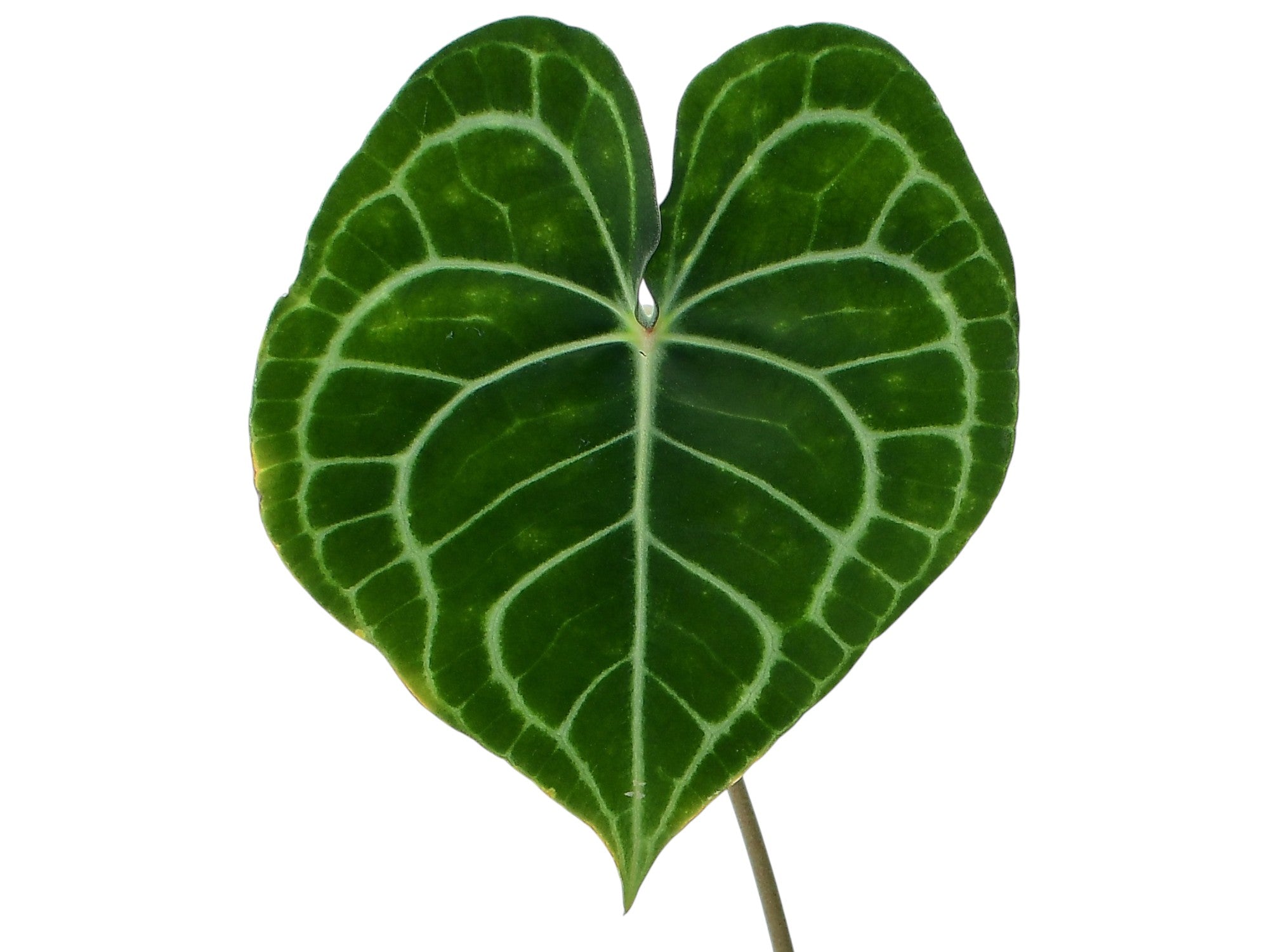 anthurium clarinerviu Anthurium clarinervium - White-Veined Heart Leaves