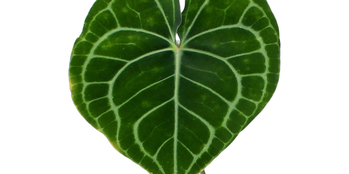 Anthurium clarinervium - White-Veined Heart Leaves