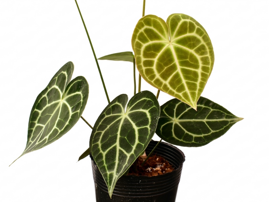 Anthurium clarinervium 'Sulanjana'