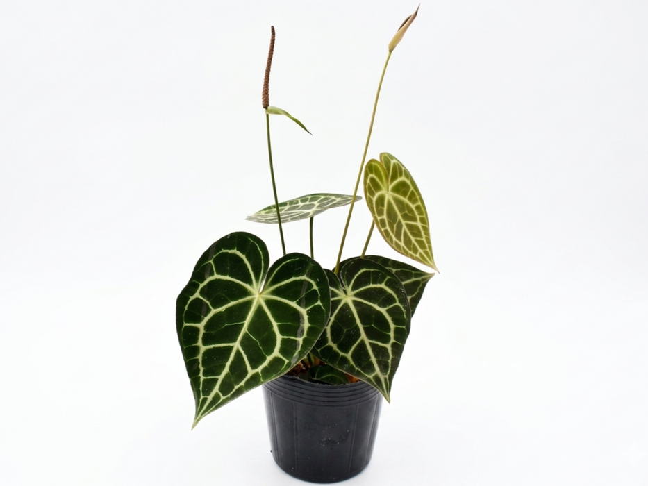 Anthurium clarinervium 'Sulanjana'