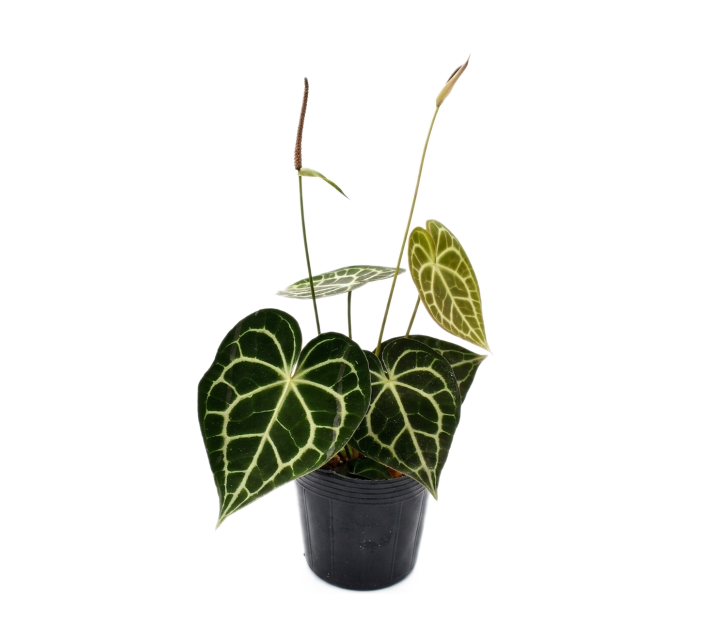 Anthurium clarinervium 'Sulanjana'