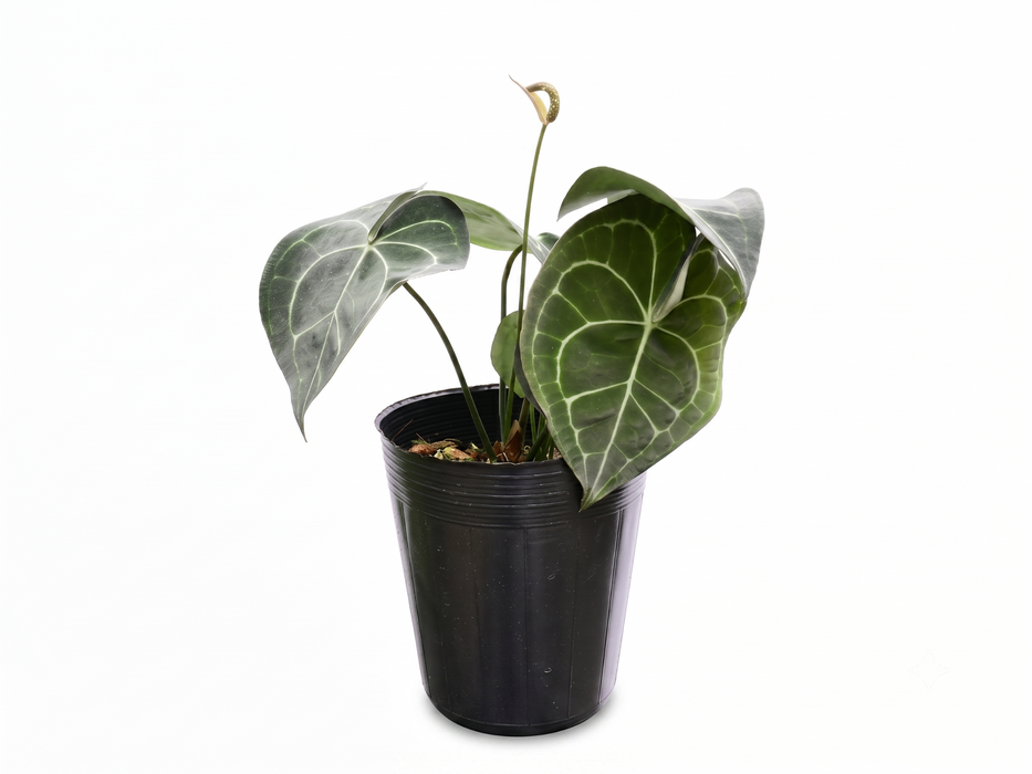 Anthurium clarinervium x Anthurium Delta Force