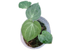 Anthurium clarinervium x Silver tiger (S)