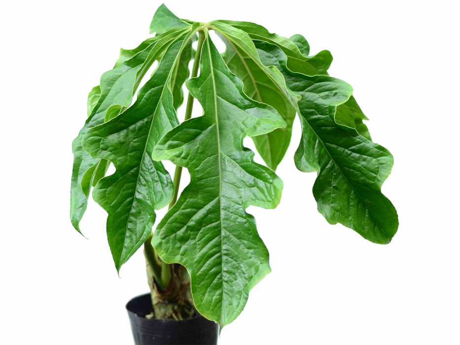 anthurium clavigerum Anthurium clavigerum