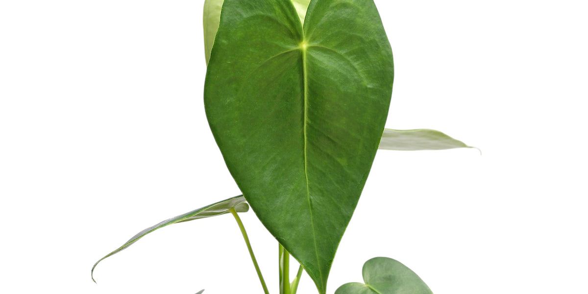 anthurium corallinum Anthurium corallinum