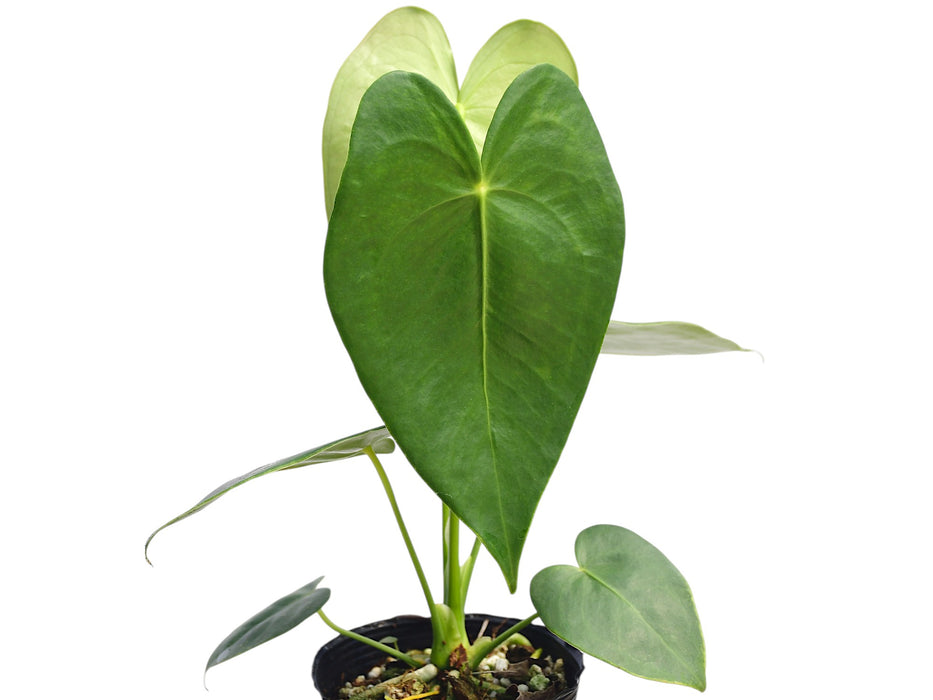 anthurium white heart Anthurium corallinum - Heart-Shaped Tropical Leaves