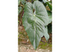 Anthurium corallinum 'Gigi'