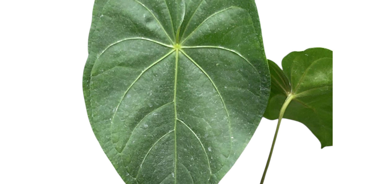Anthurium corallinum aff - Coral Anthurium Variant | Ecuagenera