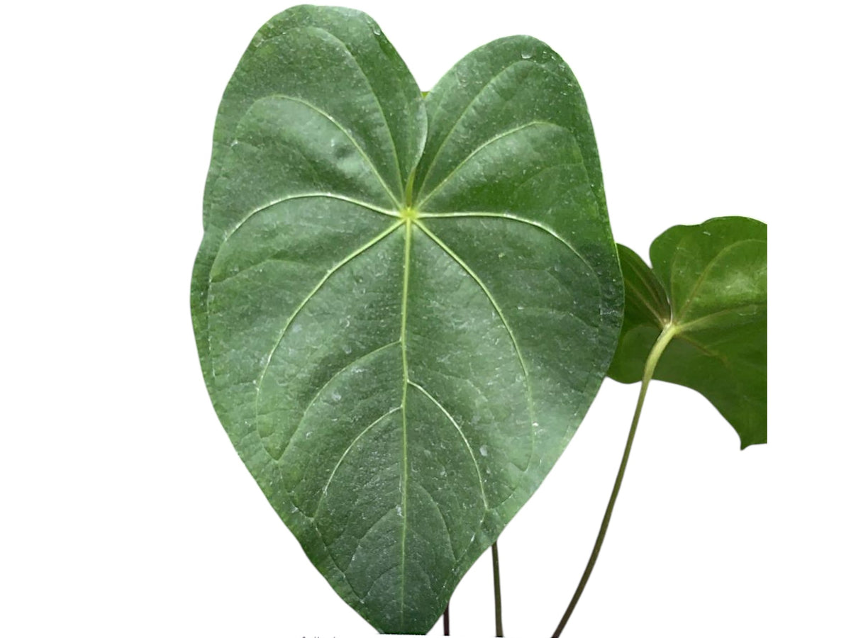 Anthurium corallinum aff - Coral Anthurium Variant | Ecuagenera