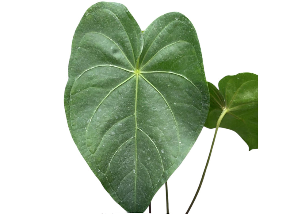 anthurium feuilles collantes Anthurium corallinum aff - Coral Anthurium Variant