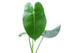 Anthurium corallinum (seedling)