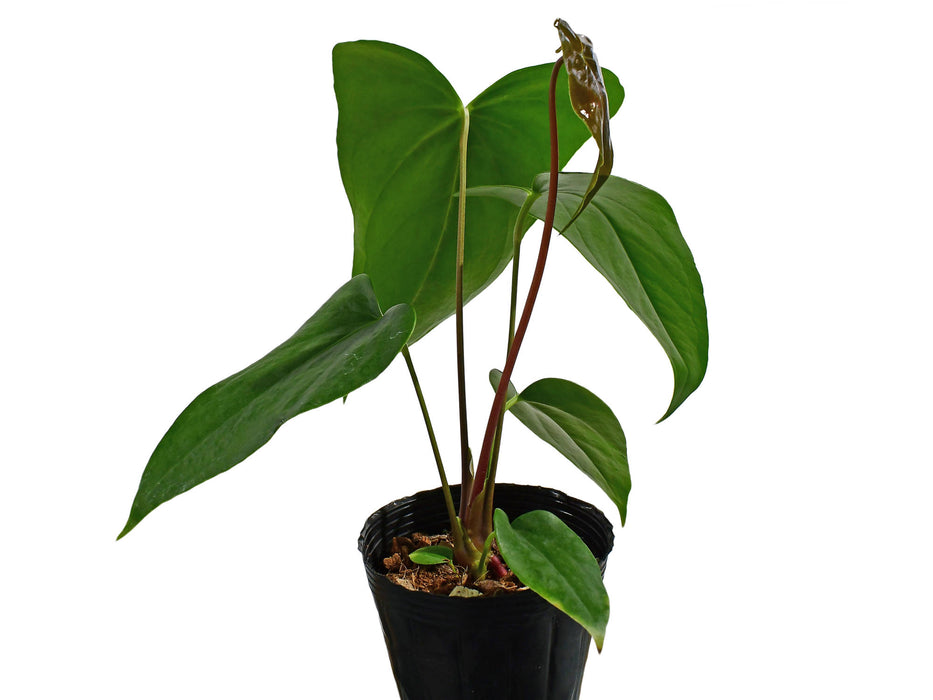 Anthurium Black Coral Gigi