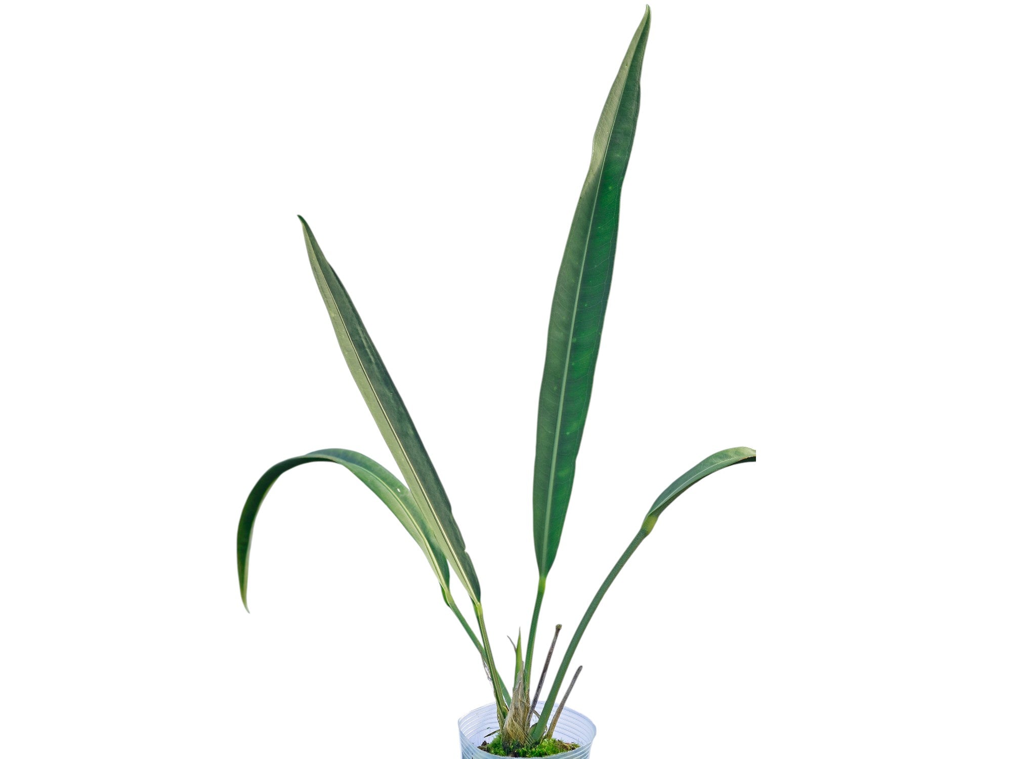 Anthurium coriaceum - Leatherleaf Anthurium with Long Leaves