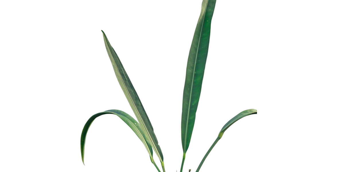 anthurium coriaceum for sale Anthurium coriaceum - Leatherleaf Anthurium with Long Leaves