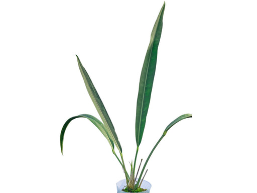 anthurium coriaceum for sale Anthurium coriaceum - Leatherleaf Anthurium with Long Leaves