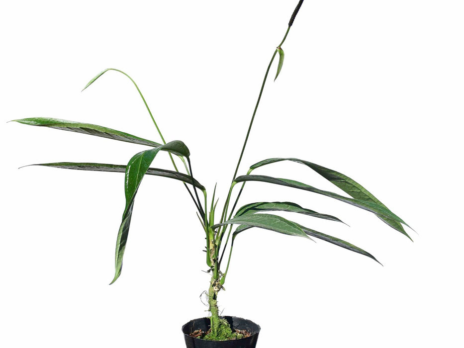 anthurium coriaceum Anthurium coriaceum '7' - Selected Clone with Silver Variegation