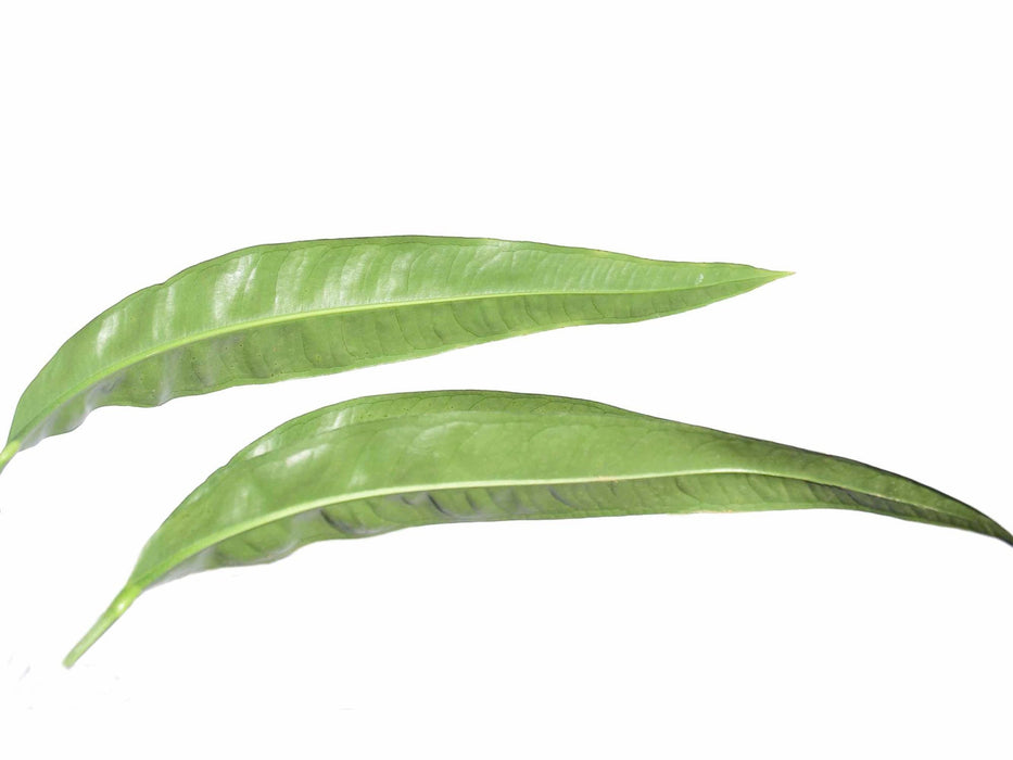 Anthurium coriaceum San Juan