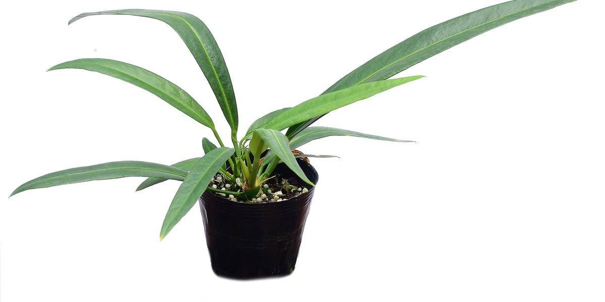 anthurium coriaceum Anthurium coriaceum aff