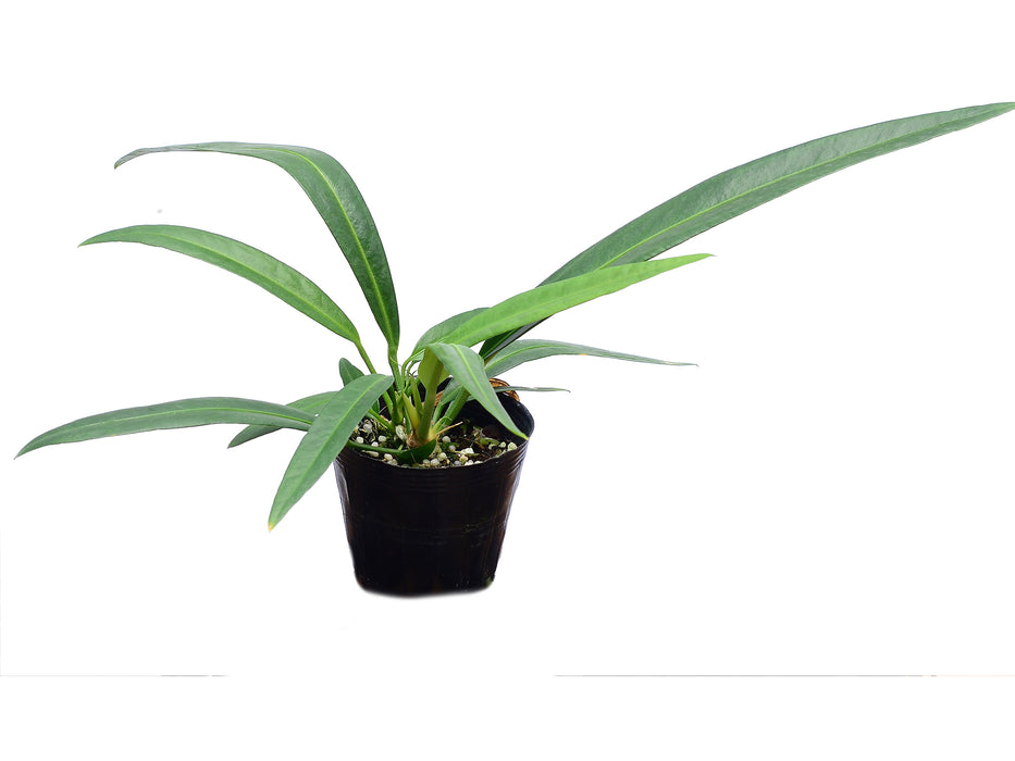 Anthurium coriaceum aff