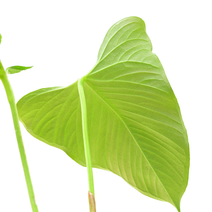 Anthurium cornejoi