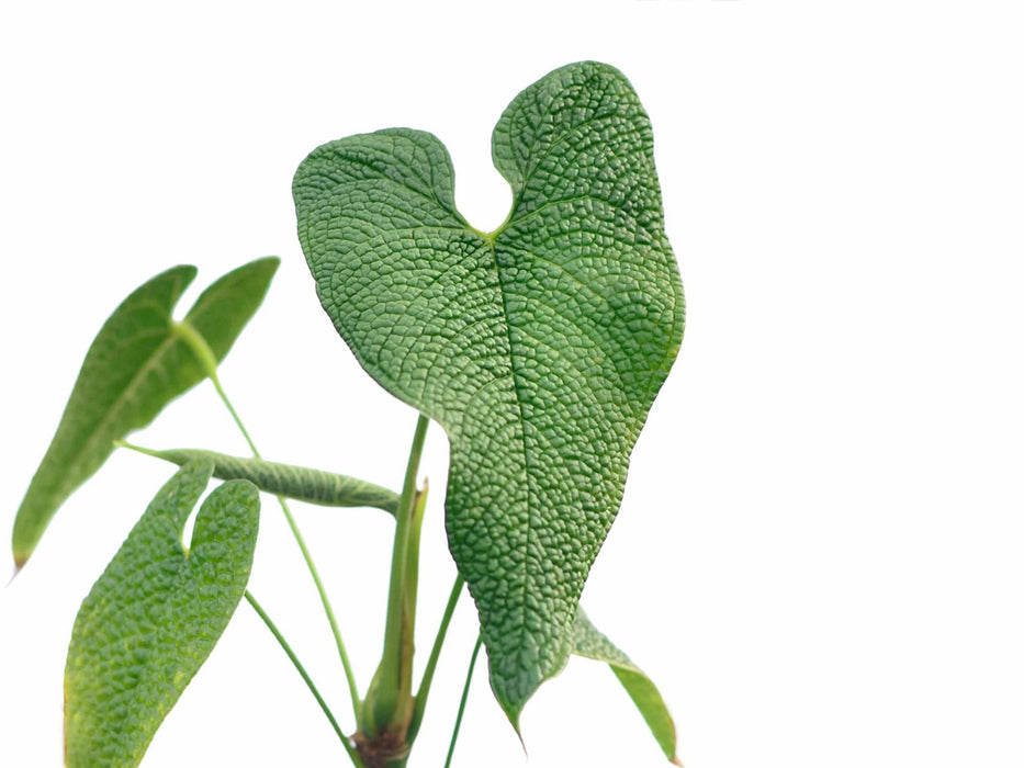 anthurium palmatum key Anthurium corrugatum - Extreme Bullate Textured Leaves