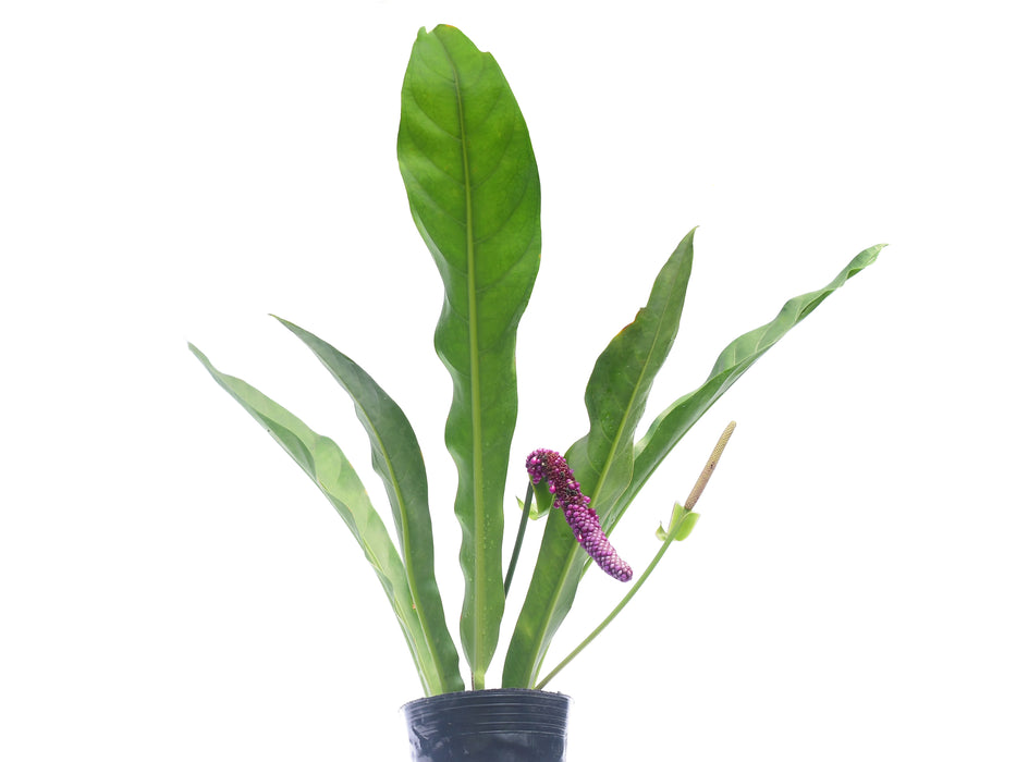 Anthurium crassinervium cf