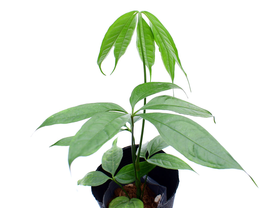 Anthurium croatii 'Ecuagenera'