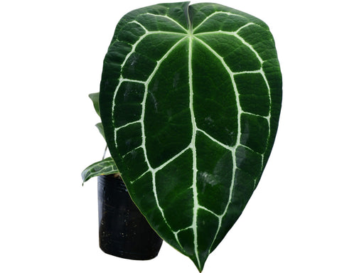 anthurium l Anthurium crystallinum (L)