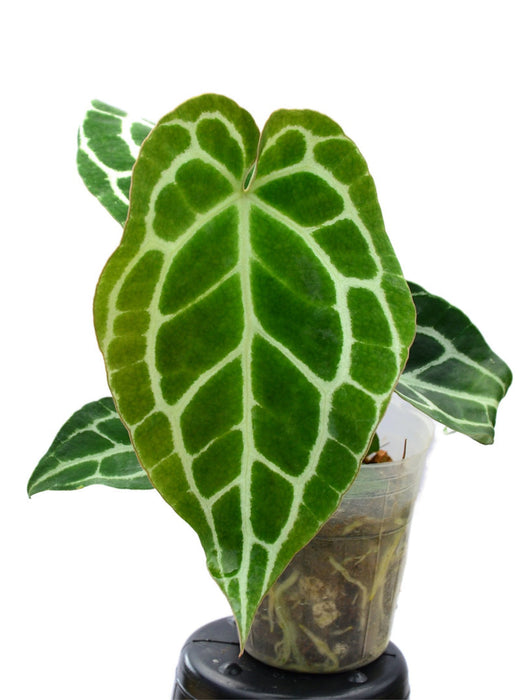 Anthurium crystallinum