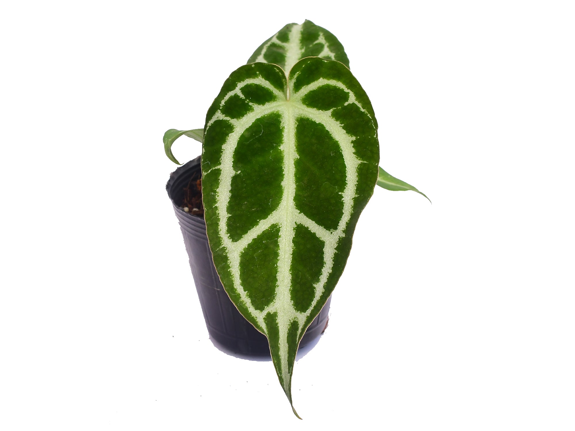 Anthurium crystallinum Silver seedling  Ecuagenera USA Corp