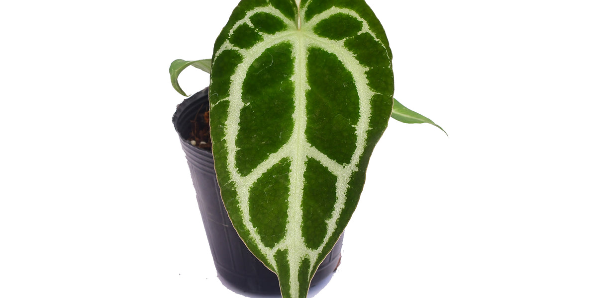 anthurium crystallinum hybrid Anthurium crystallinum Silver seedling
