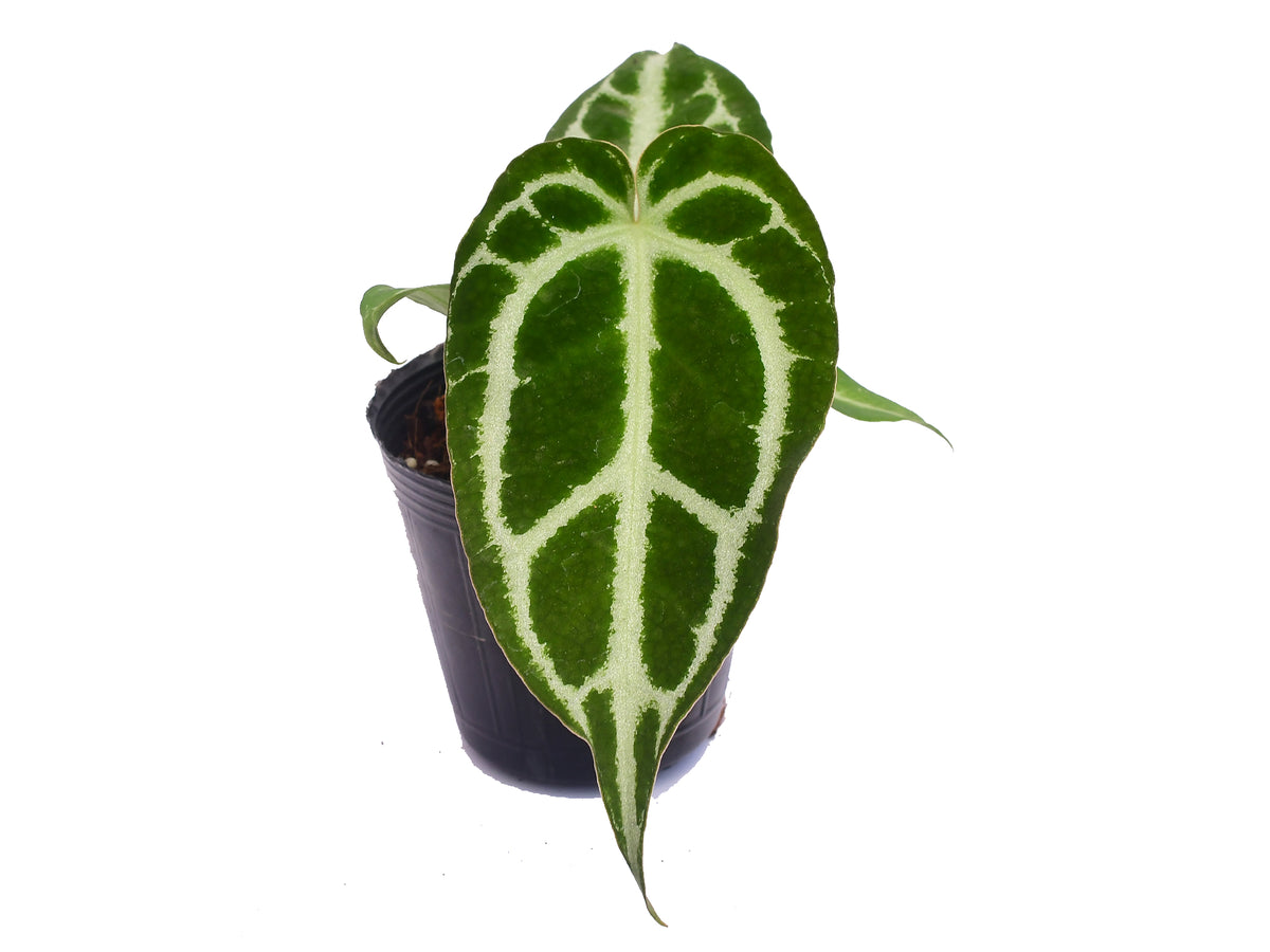 buy anthurium crystallinum Anthurium crystallinum Silver seedling