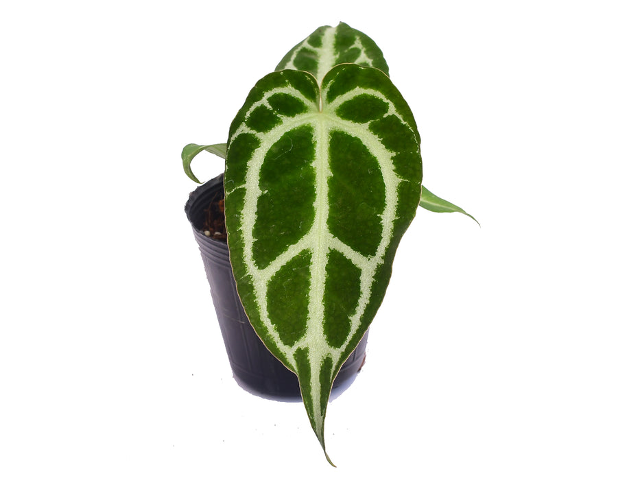 crystallinum anthurium Anthurium crystallinum Silver seedling — Ecuagenera USA Corp