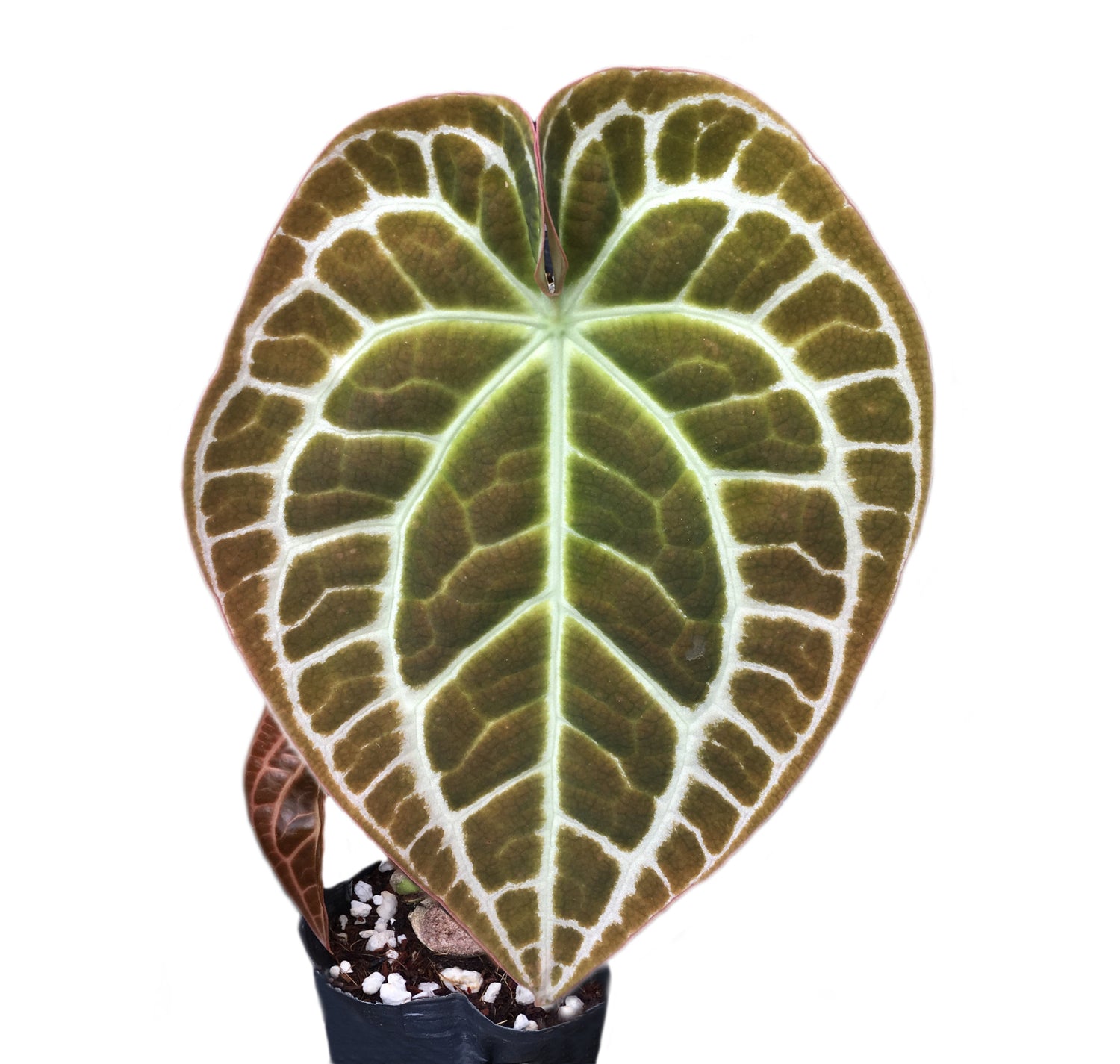 Anthurium crystallinum (Big)