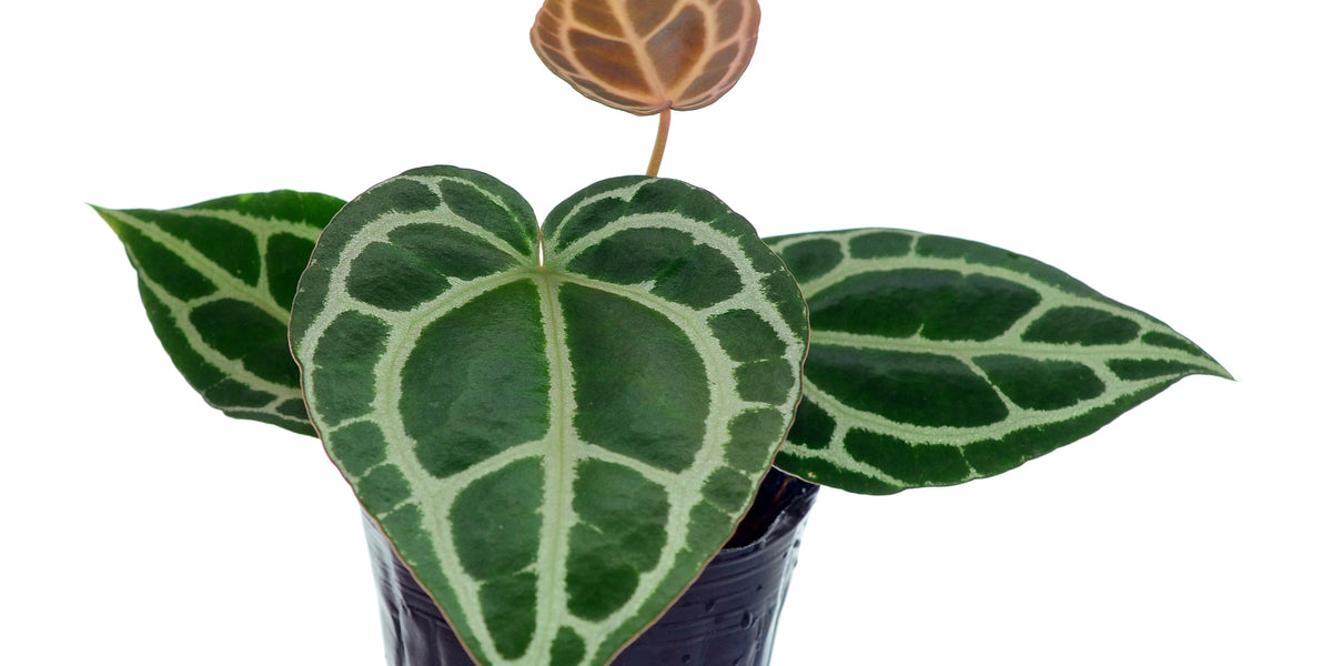 A*P様 Anthurium crystallinum✖️silver tige Anthurium crystallinum Silver - Brilliant Silver Veins