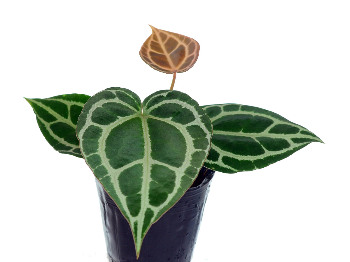 Anthurium crystallinum Silver - Brilliant Silver Veins