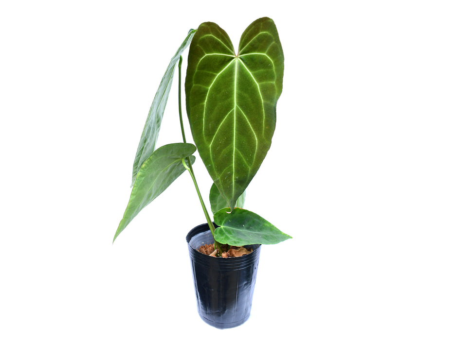 Anthurium crystallinum x Anthurium Lavinia