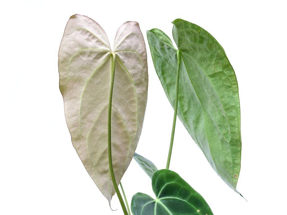 Anthurium crystallinum x Anthurium Lavinia