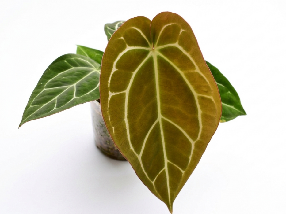 Anthurium crystallinum x Anthurium carlablackiae