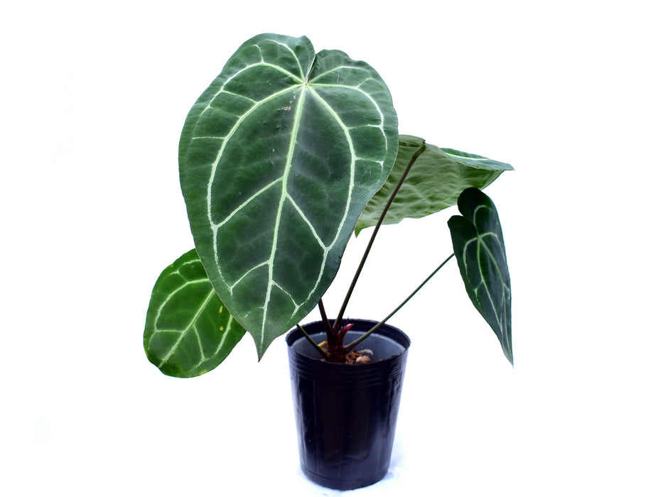 Anthurium crystallinum x Anthurium Lavinia