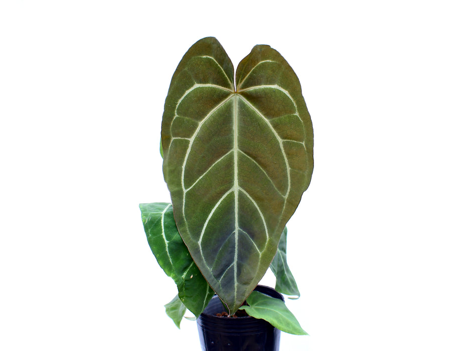 Anthurium crystallinum x Anthurium Lavinia