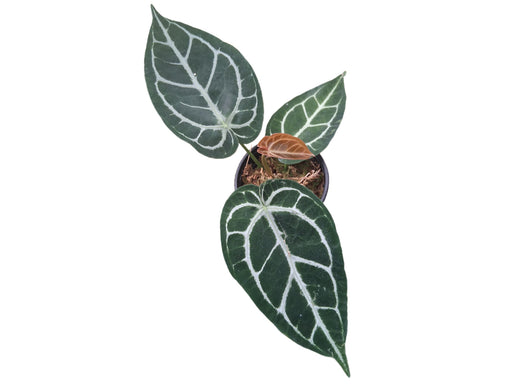 anthurium crystal blush Anthurium crystallinum